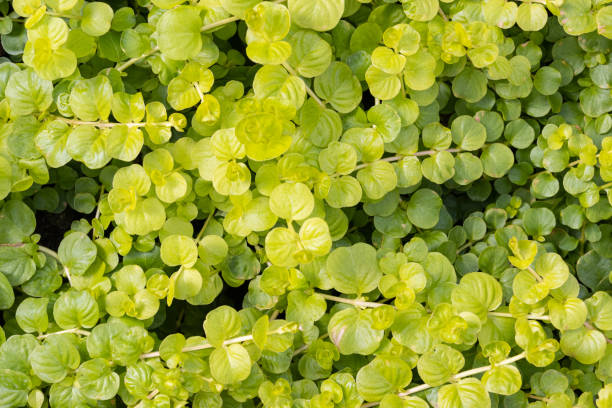 Ground Up Beauty: Discover the 8 Best Ground Cover Plants in New Zealand