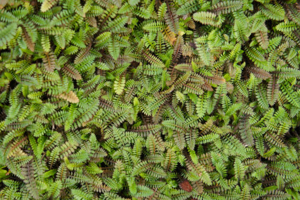 Leptinella squalida