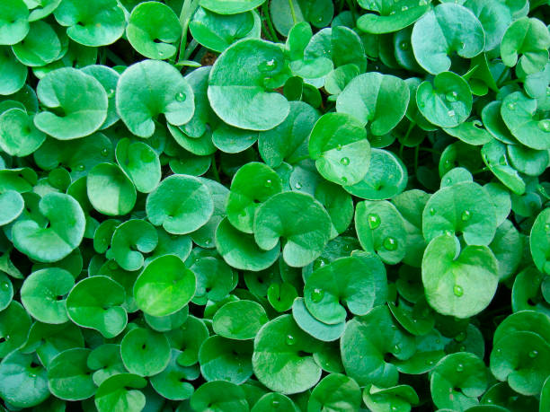 Dichondra repens