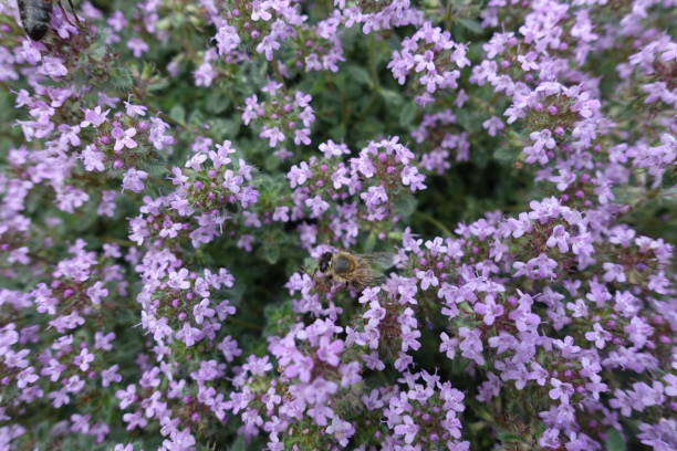 Woolly Thyme