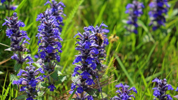 Ajuga reptans