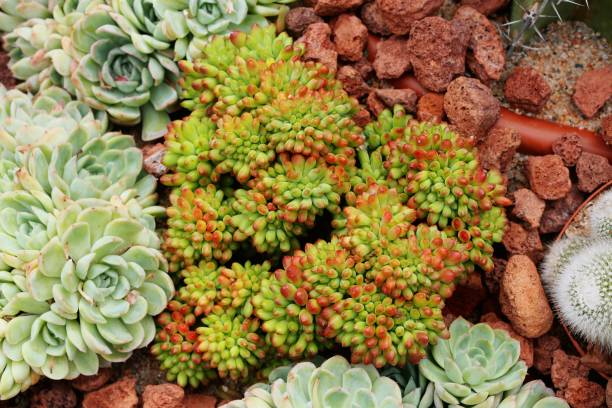 Sedum species