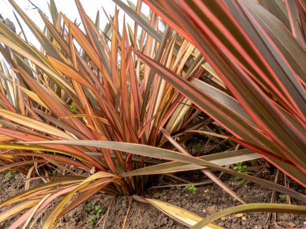 Phormium tenax