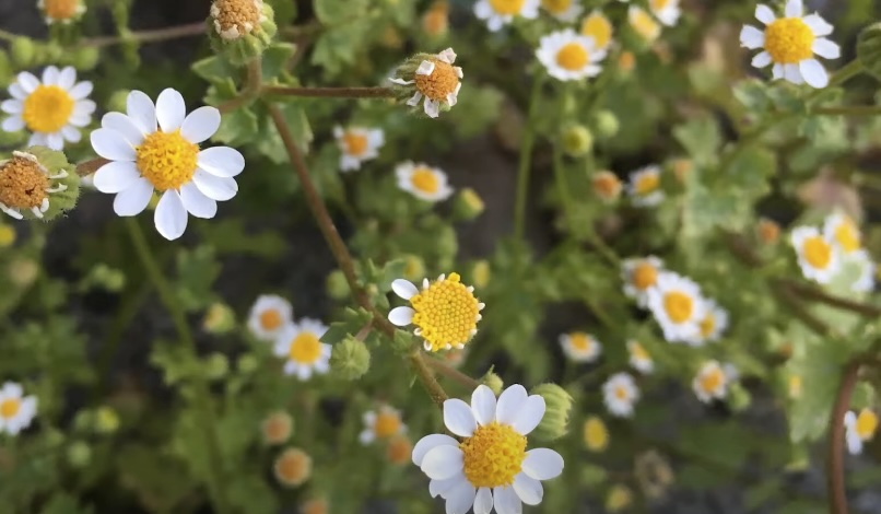 Marlborough Rock Daisy