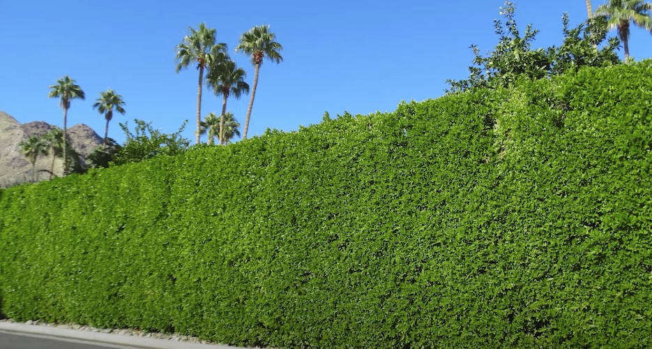 Ficus Tuffi Hedge