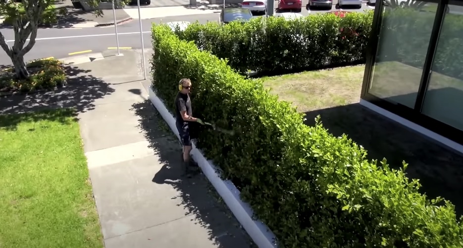 Watering Tuffi hedge