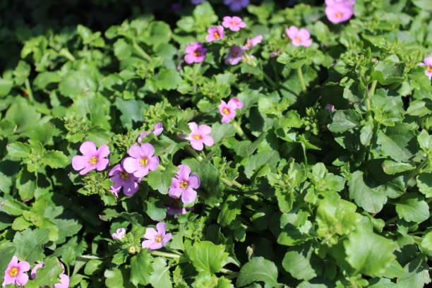 Flourishing Underfoot: The Top 6 Flowering Ground Cover Plants in NZ