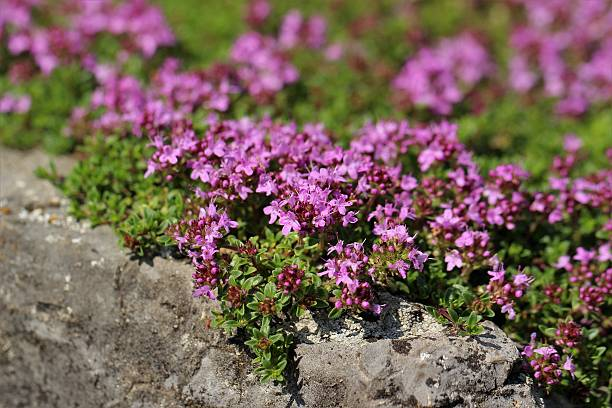 Creeping Thyme