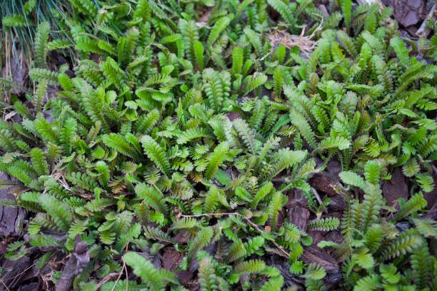 Leptinella squalida