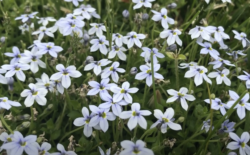 Isotoma fluviatilis