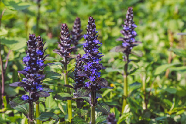 Ajuga reptans