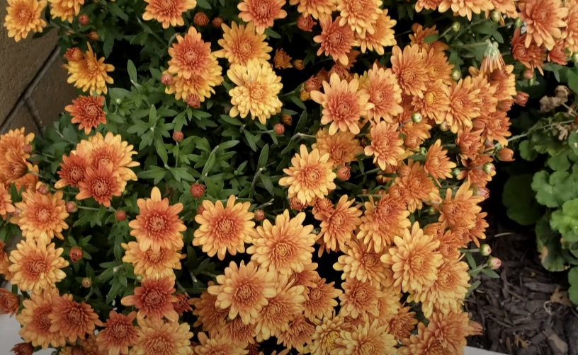 Chrysanthemums