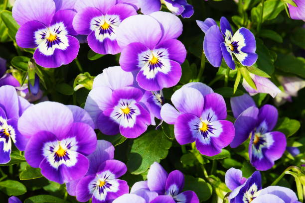 Pansies