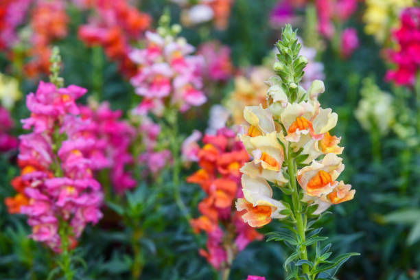 Snapdragons