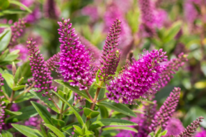 Hebe Varieties in NZ: Versatile and Attractive Options for Any Garden