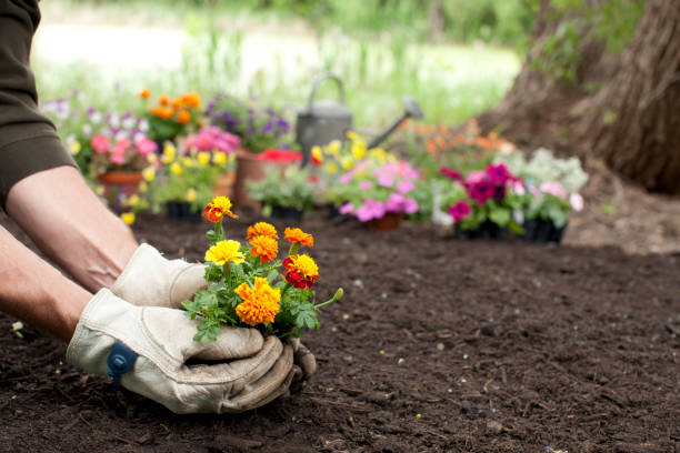 Planting flowers