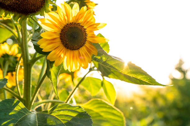 Sunflowers in NZ: Best Times and Tips for Planting Your Seeds