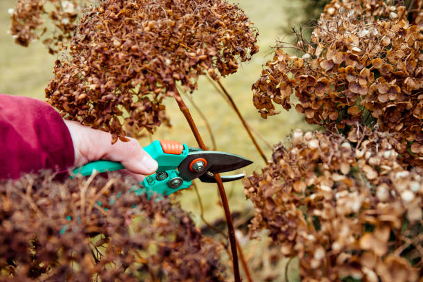 Mastering Hydrangea Pruning in New Zealand