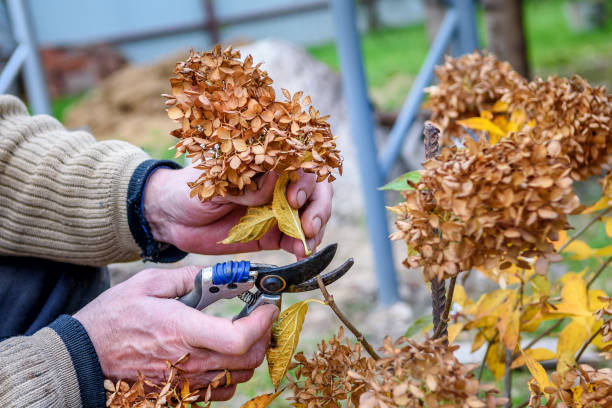 Alt: Pruning Hydrangeas