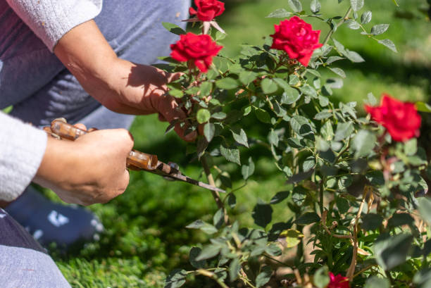 A Cut Above: Your Ultimate Guide to Pruning Roses in NZ