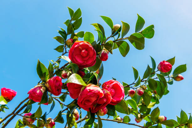 Discover the Beauty of Winter Flowering Shrubs in NZ