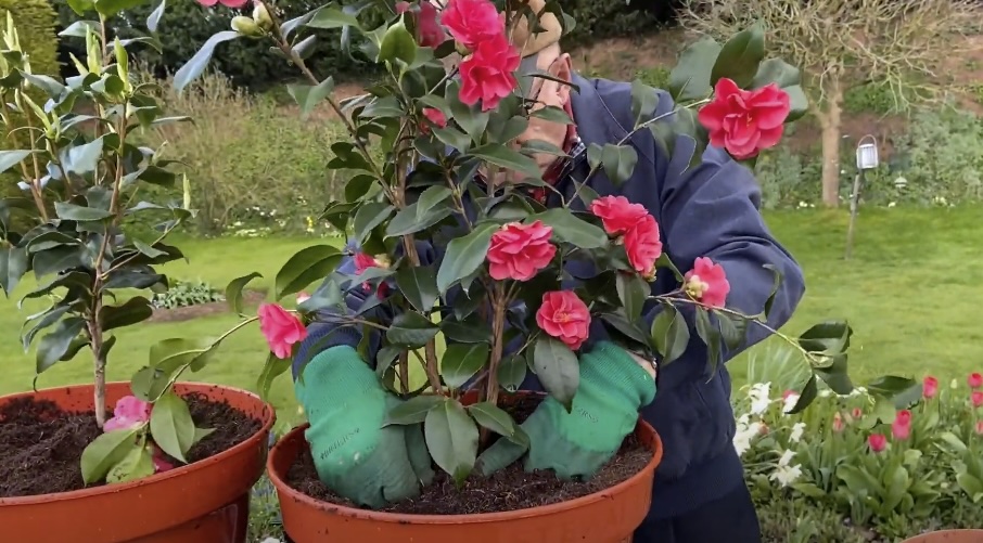 Planting Camellias